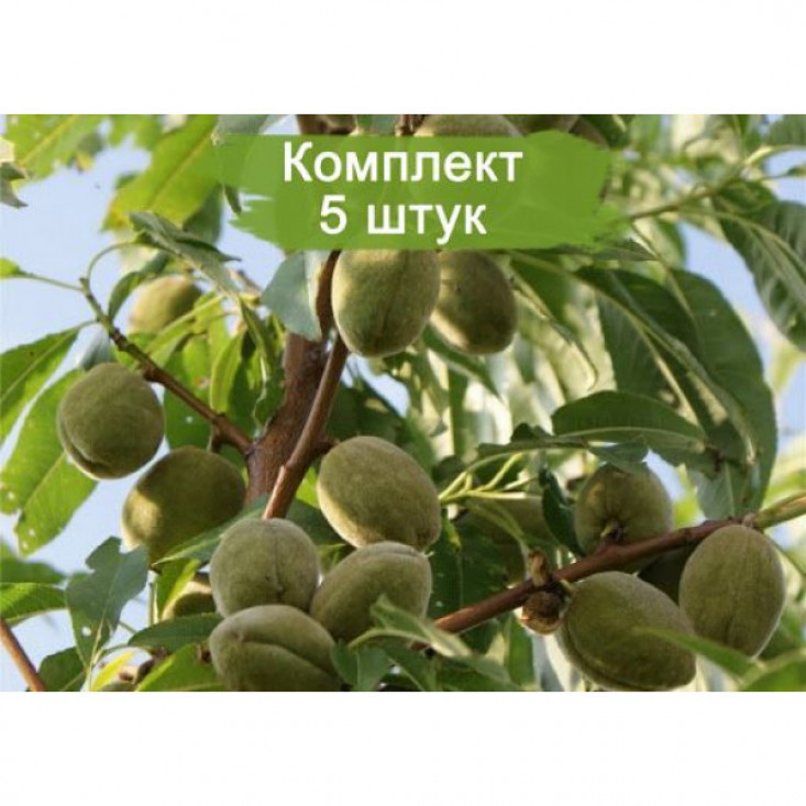 Миндаль Обыкновенный - натуральный и вкусный продукт Миндаль Обыкновенный - натуральный и вкусный продукт