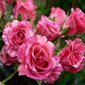 Саженцы Роза Пинк Флеш (Pink Flash) (спрей)
