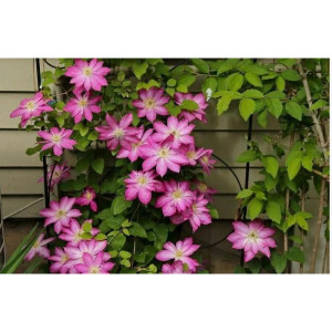 Саженцы Клематис Асао