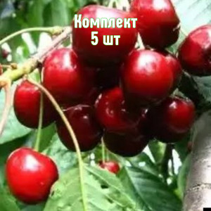 Саженцы Комплект 5шт / Черешня Амулет