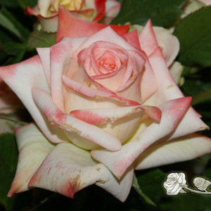 Саженцы Роза Императрица Фарах(чайно-гибридная)