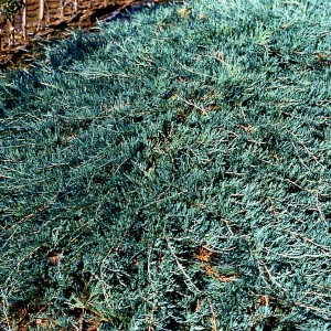 Саженцы Можжевельник казацкий Глаука