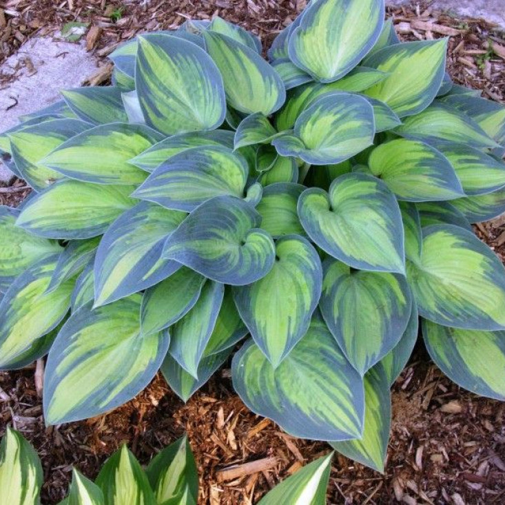 Хоста Июнь (June) - идеальный выбор для вашего сада Хоста Июнь (June) - идеальный выбор для вашего сада