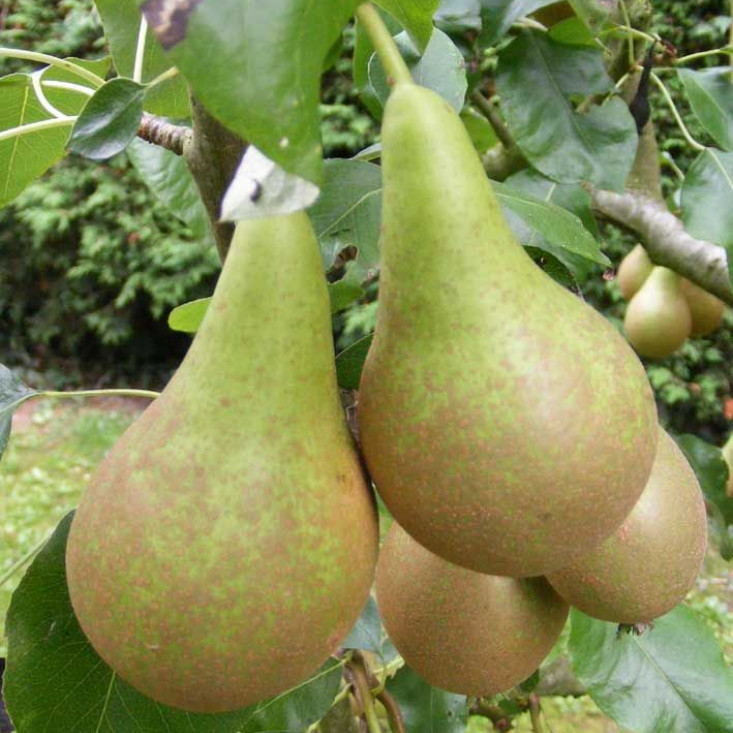 Груша Конференция - свежий вкус для вашего стола Груша Конференция - свежий вкус для вашего стола
