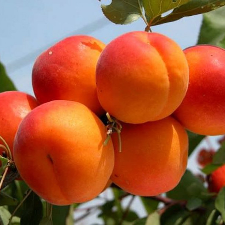 Комплект 5шт / Персик колоновидный Юбилей столицы - Отличный выбор для сада Комплект 5шт / Персик колоновидный Юбилей столицы - Отличный выбор для сада
