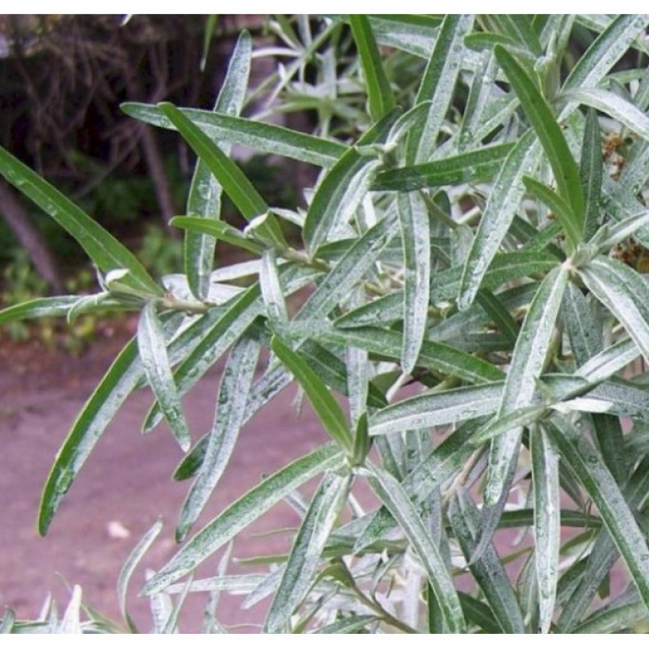 Комплект 5шт / Облепиха Алей - натуральный витаминный комплекс Комплект 5шт / Облепиха Алей - натуральный витаминный комплекс